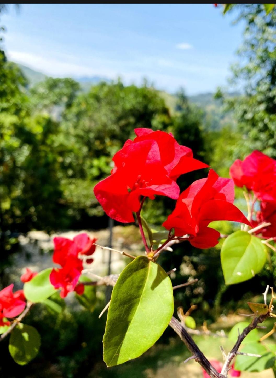 Blissful Haven Hotel Ella Ngoại thất bức ảnh